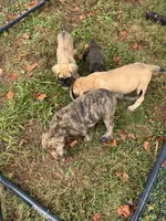 Big brindle Boy, a male English Mastiff for sale in Asheboro, NC – 8 of 8