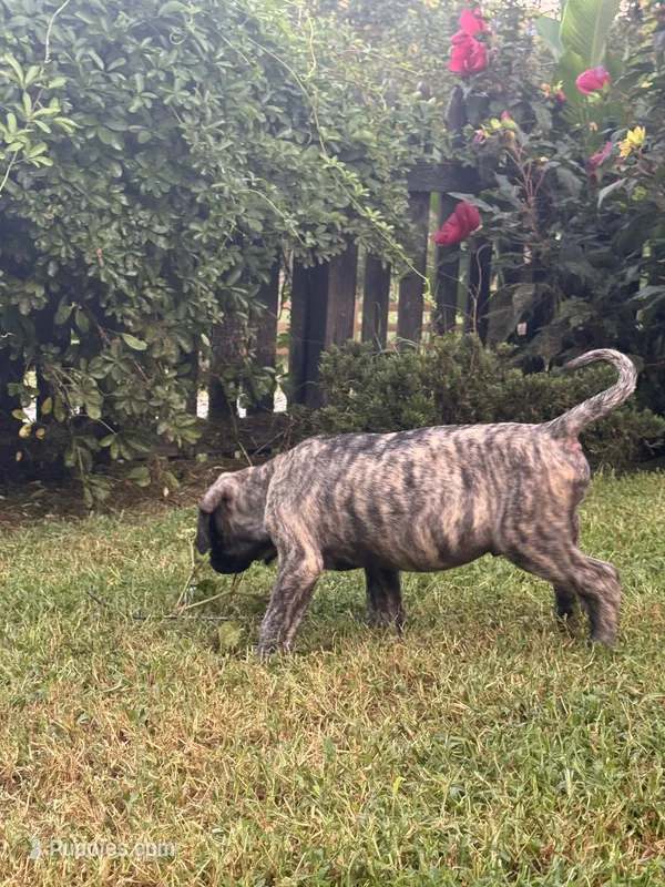 Big brindle Boy 2 – English Mastiff puppy for sale in Asheboro, NC