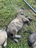 Big brindle Boy, a male English Mastiff for sale in Asheboro, NC – 6 of 8