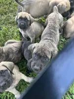 Big brindle Boy, a male English Mastiff for sale in Asheboro, NC – 3 of 8