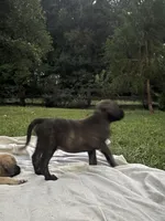 Big brindle Boy, a male English Mastiff for sale in Asheboro, NC – 2 of 8