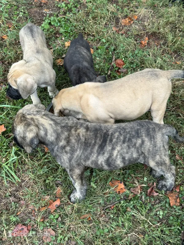 Big Mama  – English Mastiff puppy for sale in Asheboro, NC