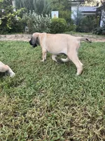 Big fawn male puppy, a male English Mastiff for sale in Asheboro, NC – 3 of 3