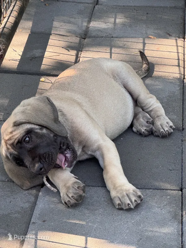 Fawn female  – English Mastiff puppy for sale in Asheboro, NC