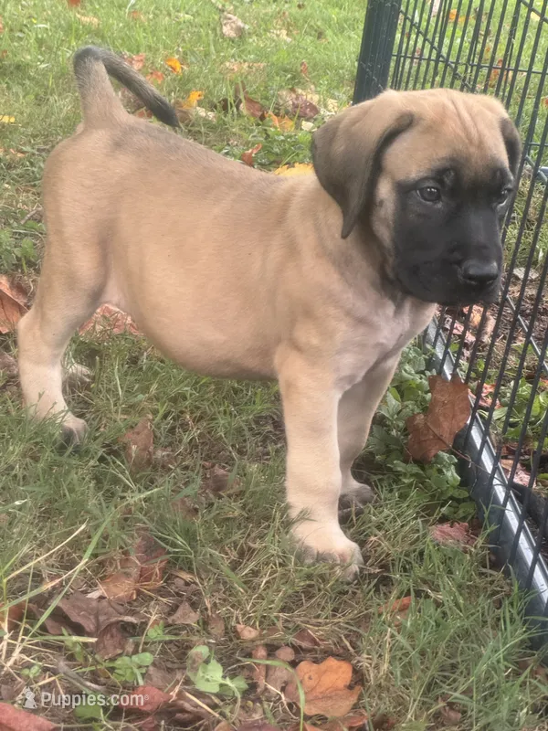 Fawn female  – English Mastiff puppy for sale in Asheboro, NC