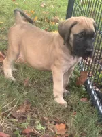 Fawn female , a female English Mastiff for sale in Asheboro, NC – 1 of 7