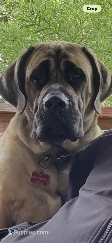 Big Mama  – English Mastiff puppy for sale in Asheboro, NC