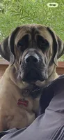 Big Mama , a female English Mastiff for sale in Asheboro, NC – 2 of 10