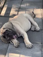 Big Mama , a female English Mastiff for sale in Asheboro, NC – 3 of 3