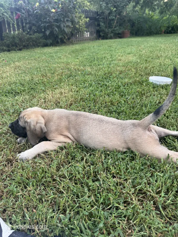 Big fawn male puppy – English Mastiff puppy for sale in Asheboro, NC