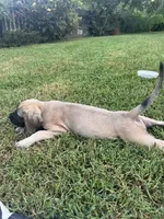 Big fawn male puppy, a male English Mastiff for sale in Asheboro, NC – 1 of 3