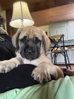 Fawn female , a female English Mastiff for sale in Asheboro, NC – 2 of 2