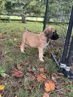 Fawn female , a female English Mastiff for sale in Asheboro, NC – 5 of 7