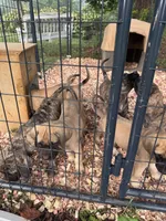 Big Mama , a female English Mastiff for sale in Asheboro, NC – 6 of 10