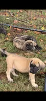 Big Mama , a female English Mastiff for sale in Asheboro, NC – 9 of 10
