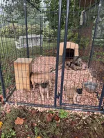 Big Mama , a female English Mastiff for sale in Asheboro, NC – 8 of 10