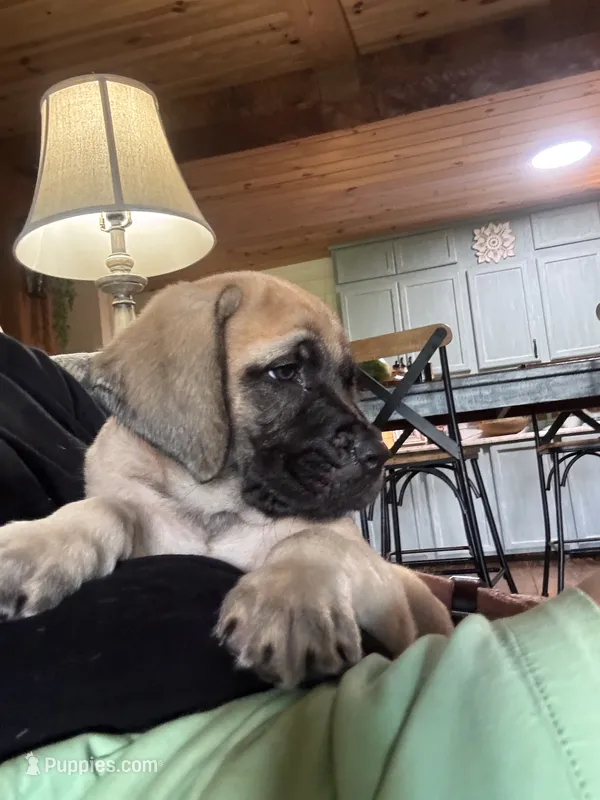 Fawn female  – English Mastiff puppy for sale in Asheboro, NC