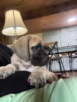 Fawn female , a female English Mastiff for sale in Asheboro, NC – 1 of 2