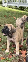 Fawn female , a female English Mastiff for sale in Asheboro, NC – 7 of 7