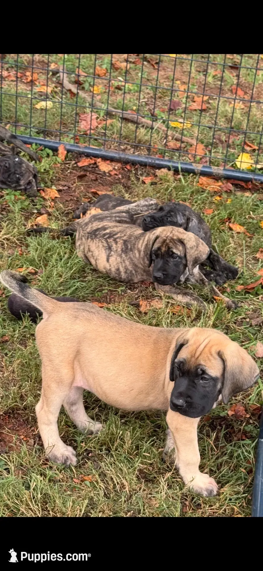 Big Mama , a female English Mastiff for sale in Asheboro, NC – 5 of 10