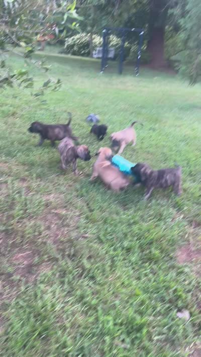 Big Mama , a female English Mastiff for sale in Asheboro, NC – 7 of 10
