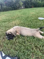 Big fawn male puppy, a male English Mastiff for sale in Asheboro, NC – 2 of 3