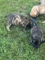 Big brindle Boy, a male English Mastiff for sale in Asheboro, NC – 4 of 8