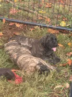Big brindle Boy, a male English Mastiff for sale in Asheboro, NC – 7 of 8