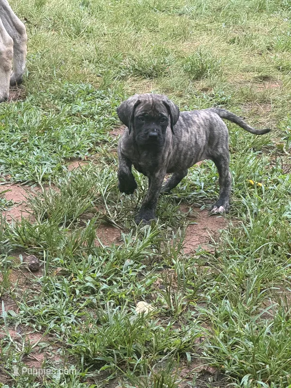 Big brindle Boy – English Mastiff puppy for sale in Asheboro, NC