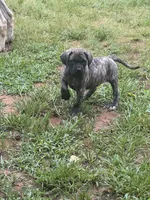 Big brindle Boy, a male English Mastiff for sale in Asheboro, NC – 1 of 8