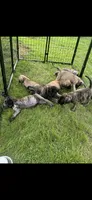 Big Mama , a female English Mastiff for sale in Asheboro, NC – 10 of 10