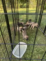 Fawn female , a female English Mastiff for sale in Asheboro, NC – 4 of 7