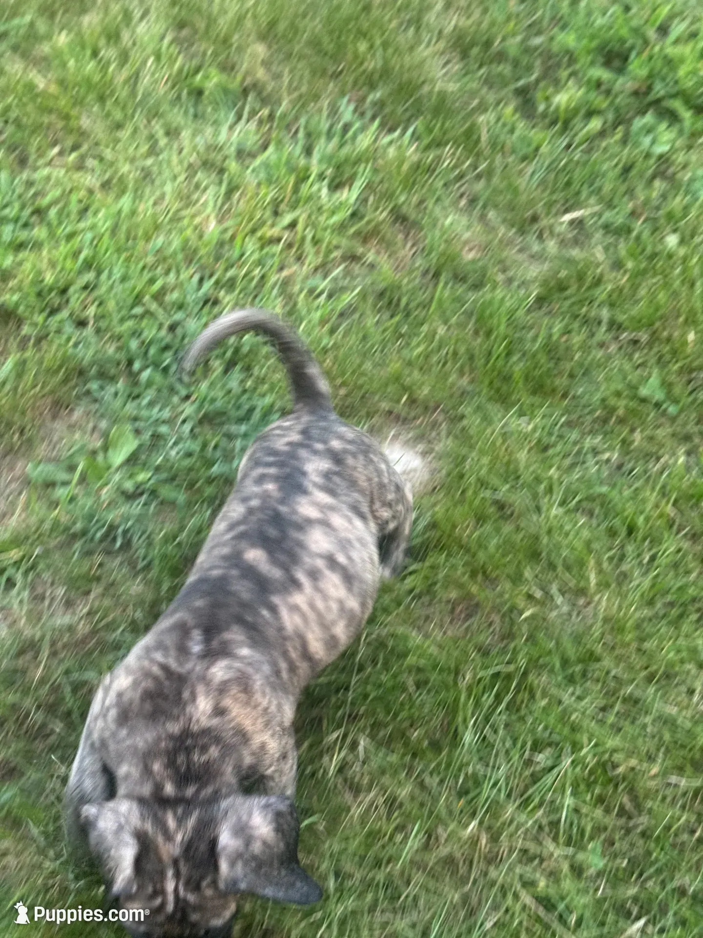 Big Mama , a female English Mastiff for sale in Asheboro, NC – 4 of 10