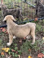 Fawn female , a female English Mastiff for sale in Asheboro, NC – 3 of 7
