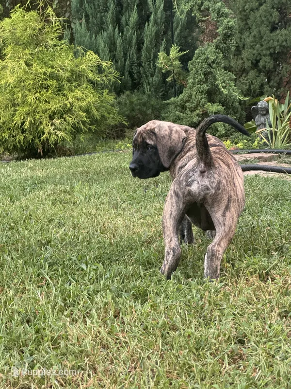 Big brindle Boy 2 – English Mastiff puppy for sale in Asheboro, NC