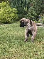 Big brindle Boy 2, a male English Mastiff for sale in Asheboro, NC – 2 of 2