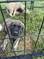 Big brindle Boy, a male English Mastiff for sale in Asheboro, NC – 5 of 8