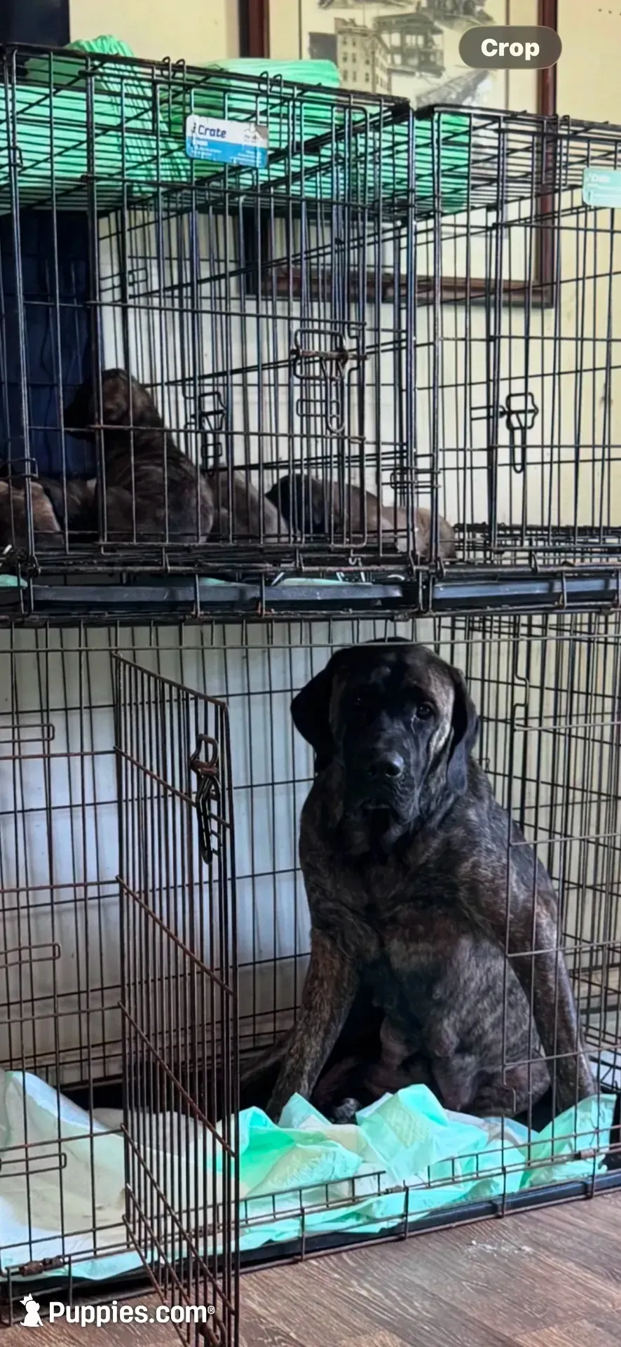 Big Mama , a female English Mastiff for sale in Asheboro, NC – 3 of 10