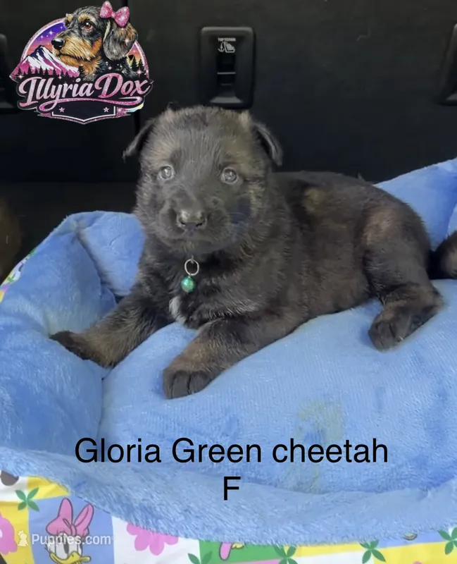 Gloria – German Shepherd Dog puppy for sale in Livingston, KY