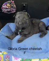 Gloria, a female German Shepherd Dog for sale in Livingston, KY – 1 of 2