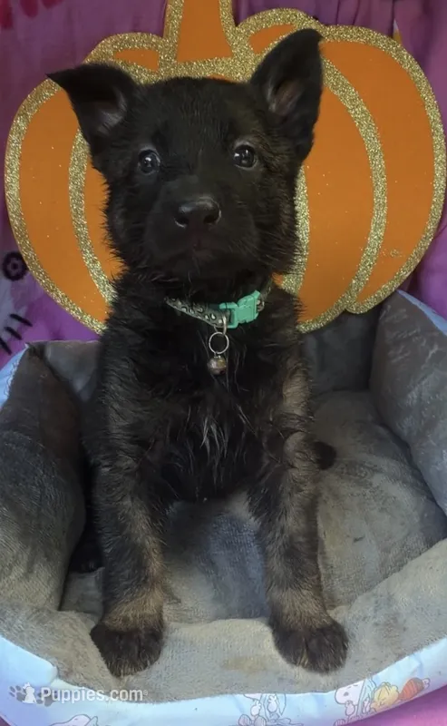 Gloria – German Shepherd Dog puppy for sale in Livingston, KY