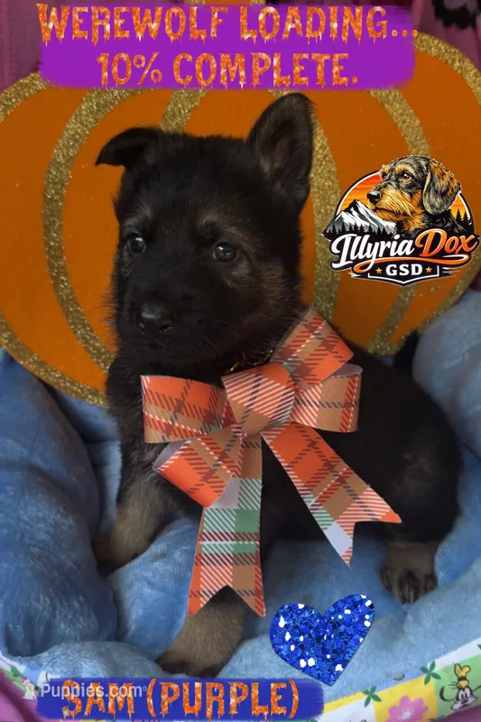 Sam – German Shepherd Dog puppy for sale in Livingston, KY