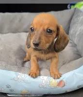 Astrid (Wirehair shaded red), a female Miniature Dachshund for sale in Livingston, KY – 2 of 3