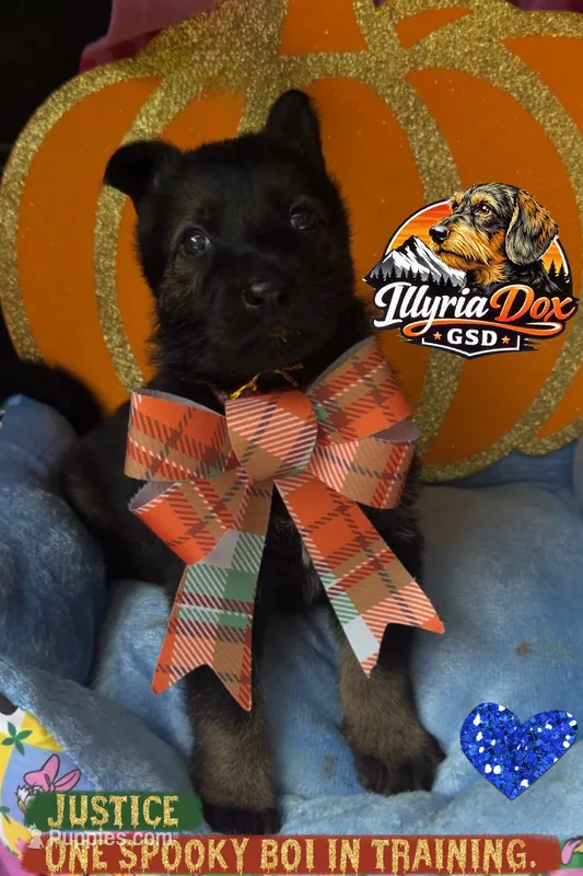 Justice  – German Shepherd Dog puppy for sale in Livingston, KY