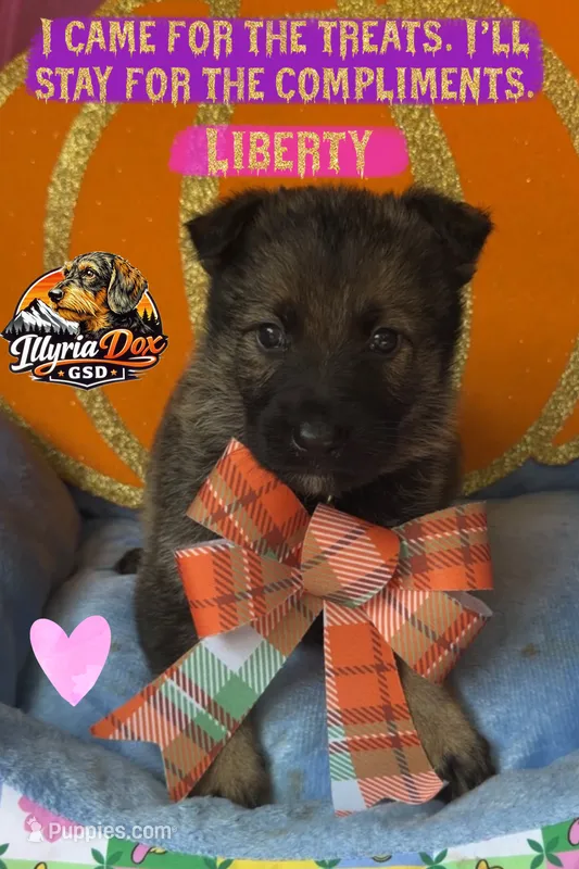 Liberty  – German Shepherd Dog puppy for sale in Livingston, KY