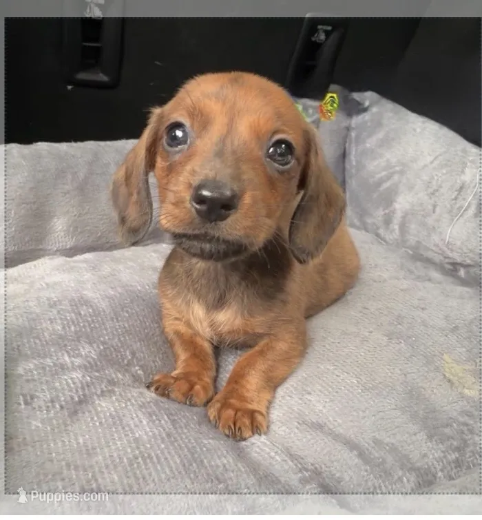 Florian (Wirehair)  – Miniature Dachshund puppy for sale in Livingston, KY