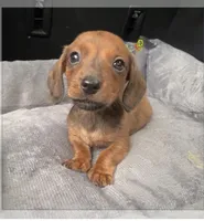 Florian (Wirehair) , a male Miniature Dachshund for sale in Livingston, KY – 1 of 3
