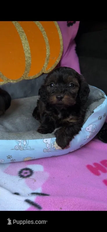 Oliver  – Dachshund puppy for sale in Livingston, KY