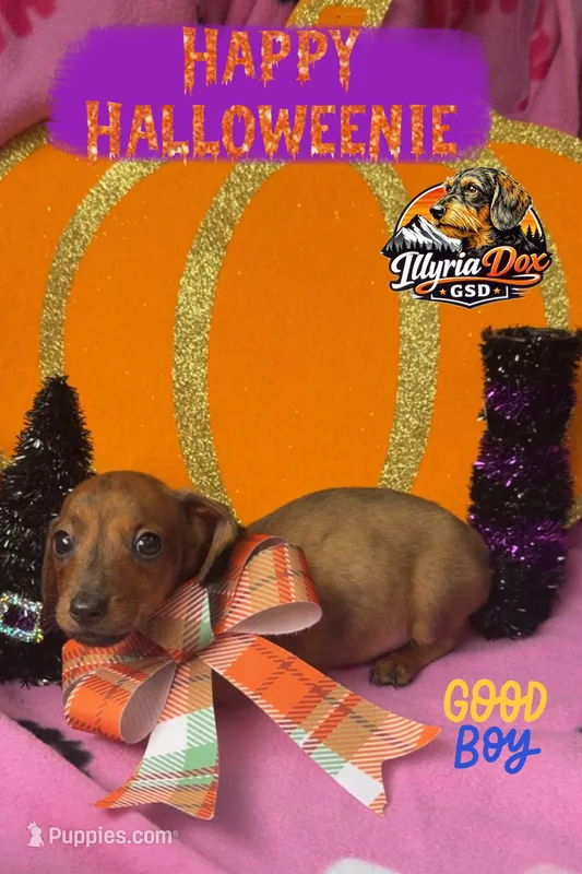 Florian (Wirehair)  – Miniature Dachshund puppy for sale in Livingston, KY