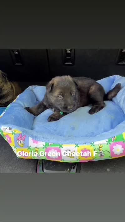 Gloria, a female German Shepherd Dog for sale in Livingston, KY – 2 of 2
